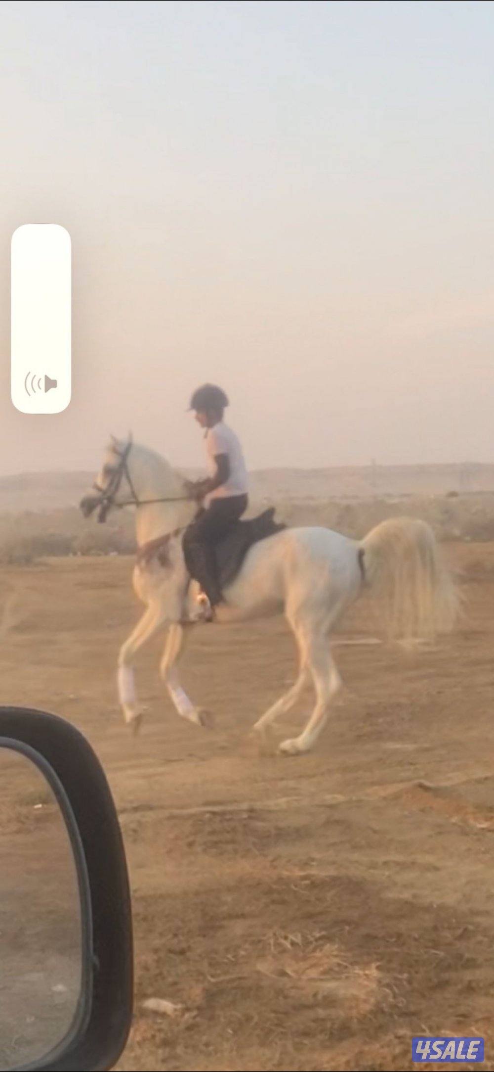 للبيع حصان مواليد 20162