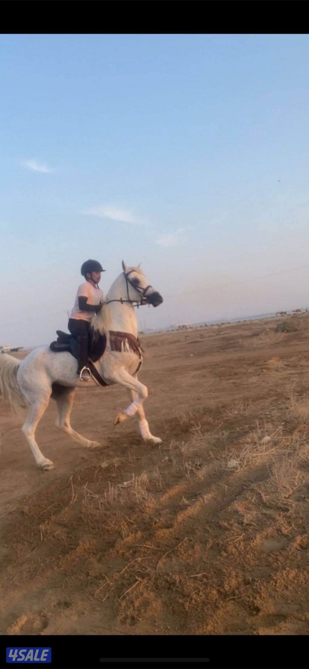 للبيع حصان مواليد 20163