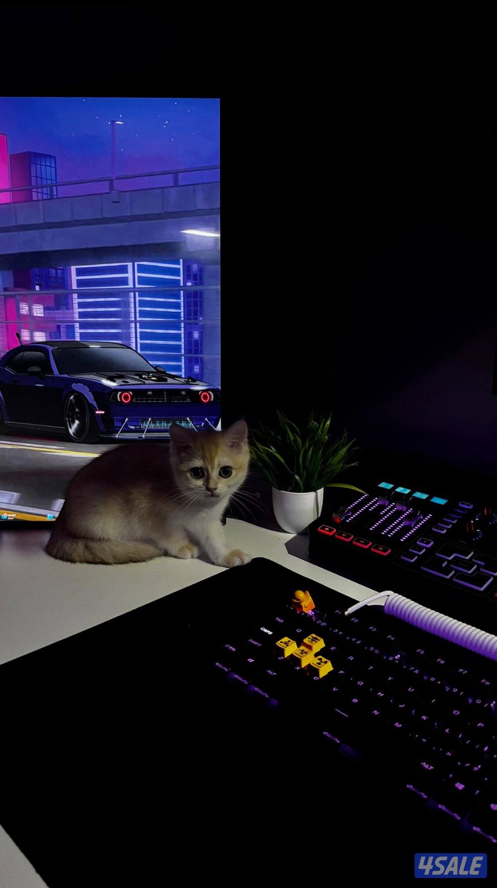 كيتن نثيه برتش قولد0