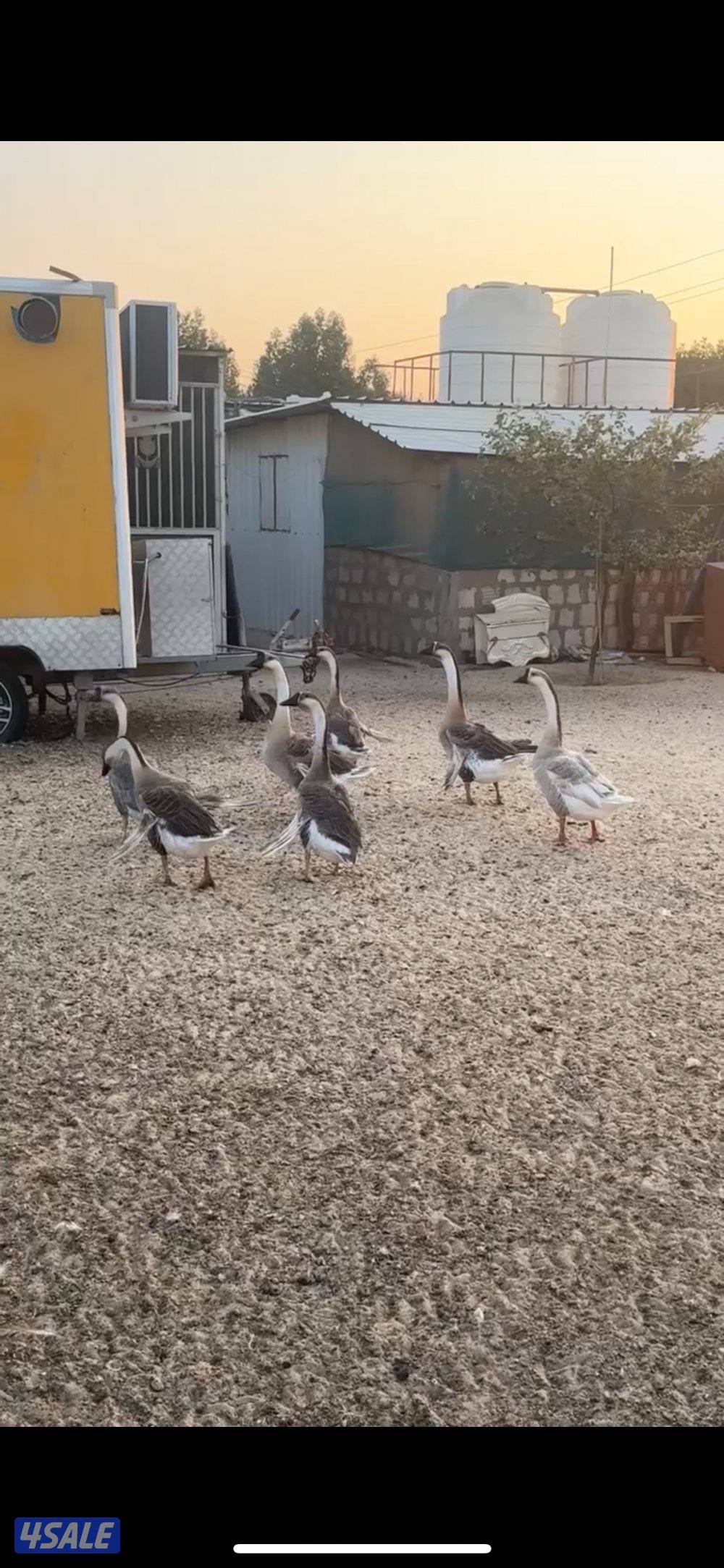 للبيع وز + دجاج + زاجل0