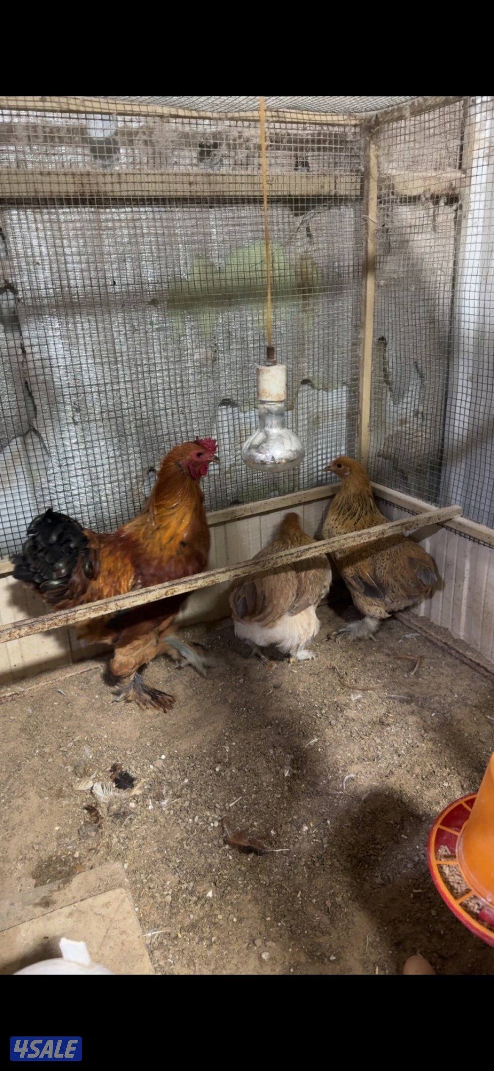 للبيع وز + دجاج + زاجل2