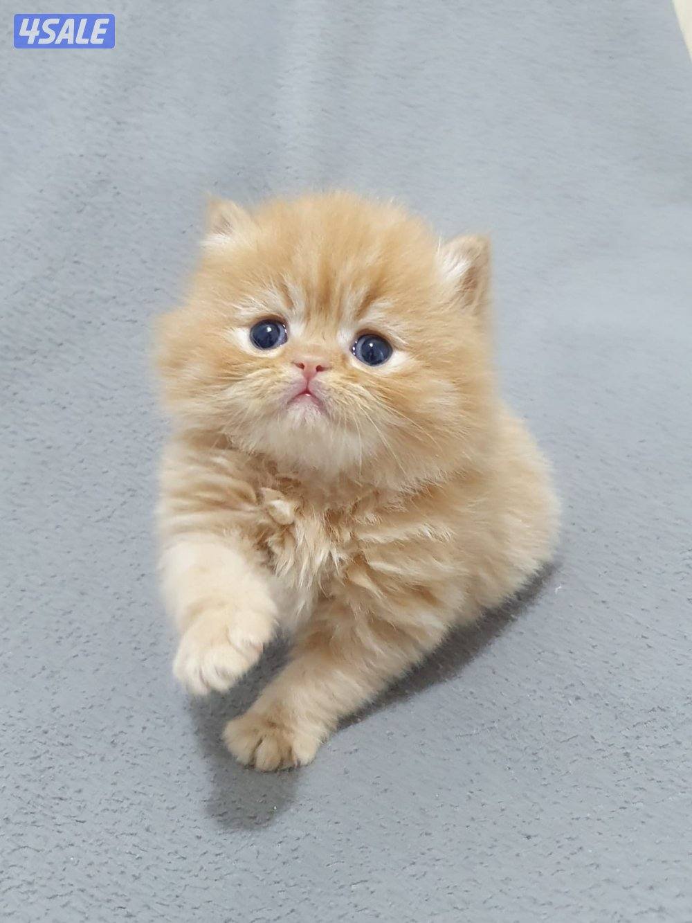 كيتن  هولندي مون فيس لون مميز2