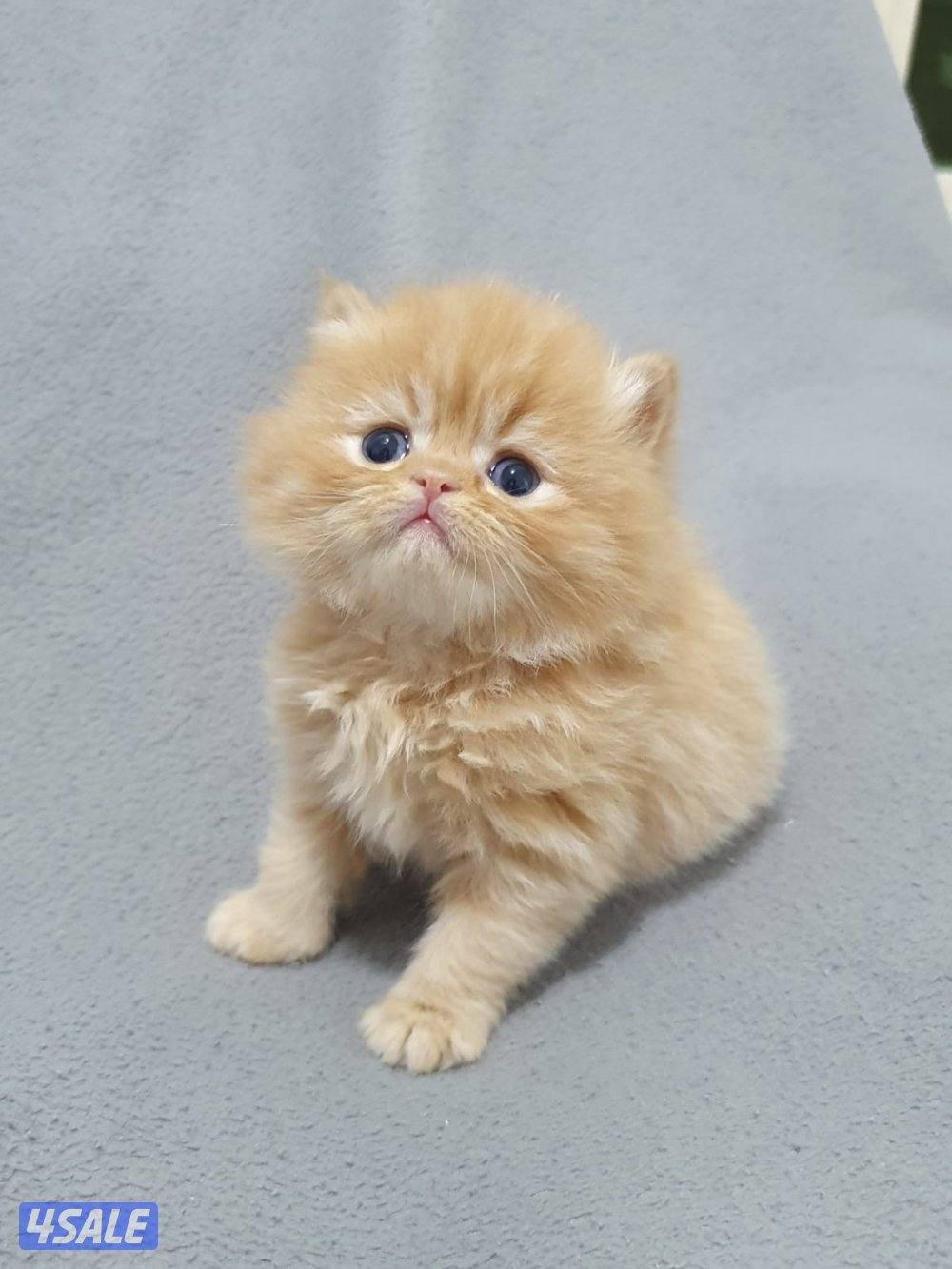 كيتن  هولندي مون فيس لون مميز3