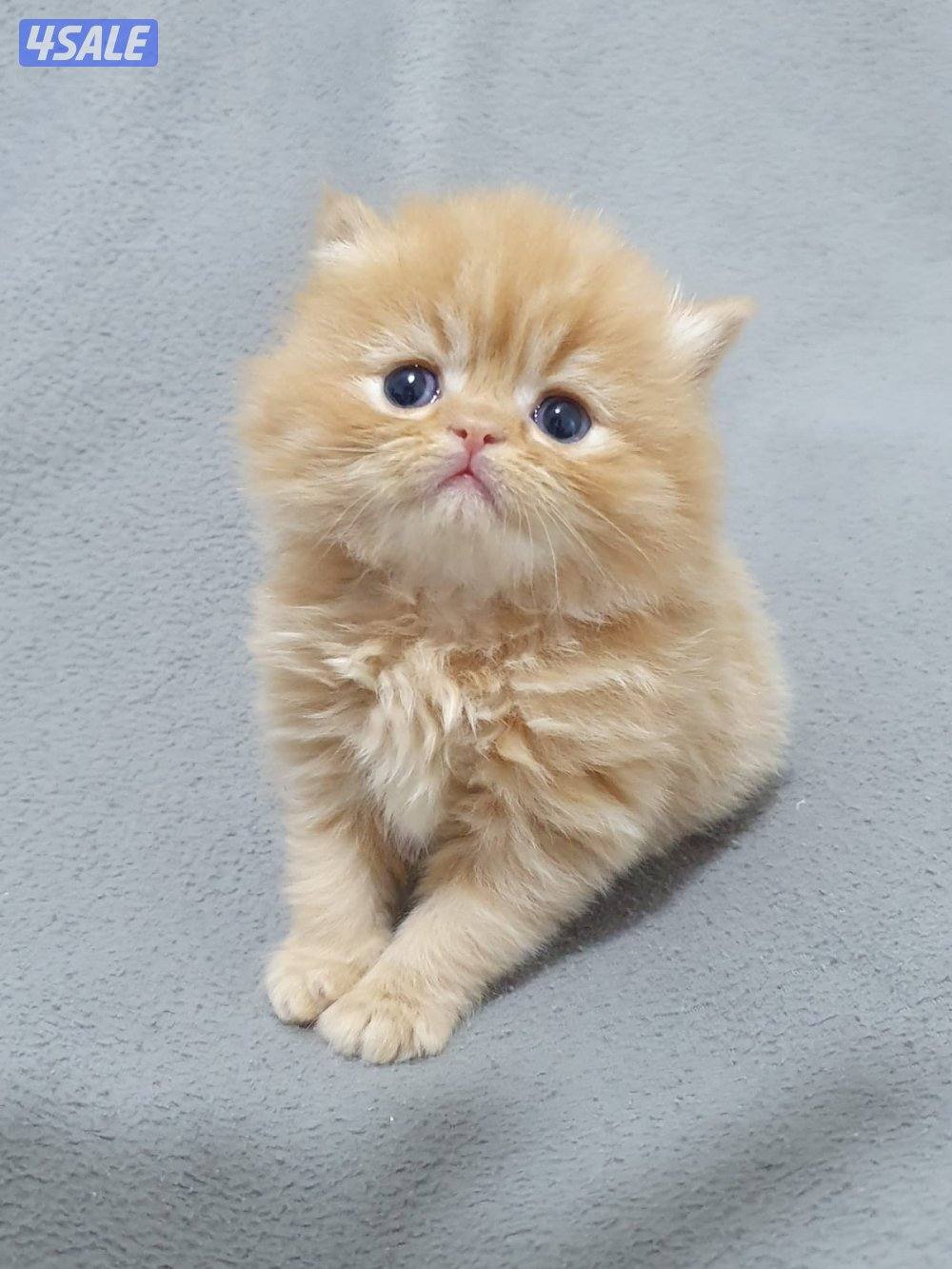 كيتن  هولندي مون فيس لون مميز4