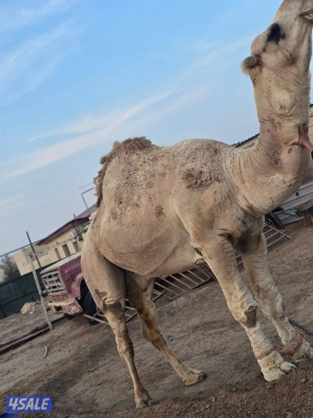 بعير تمامي اكبر بناته لقيه ع السوم0