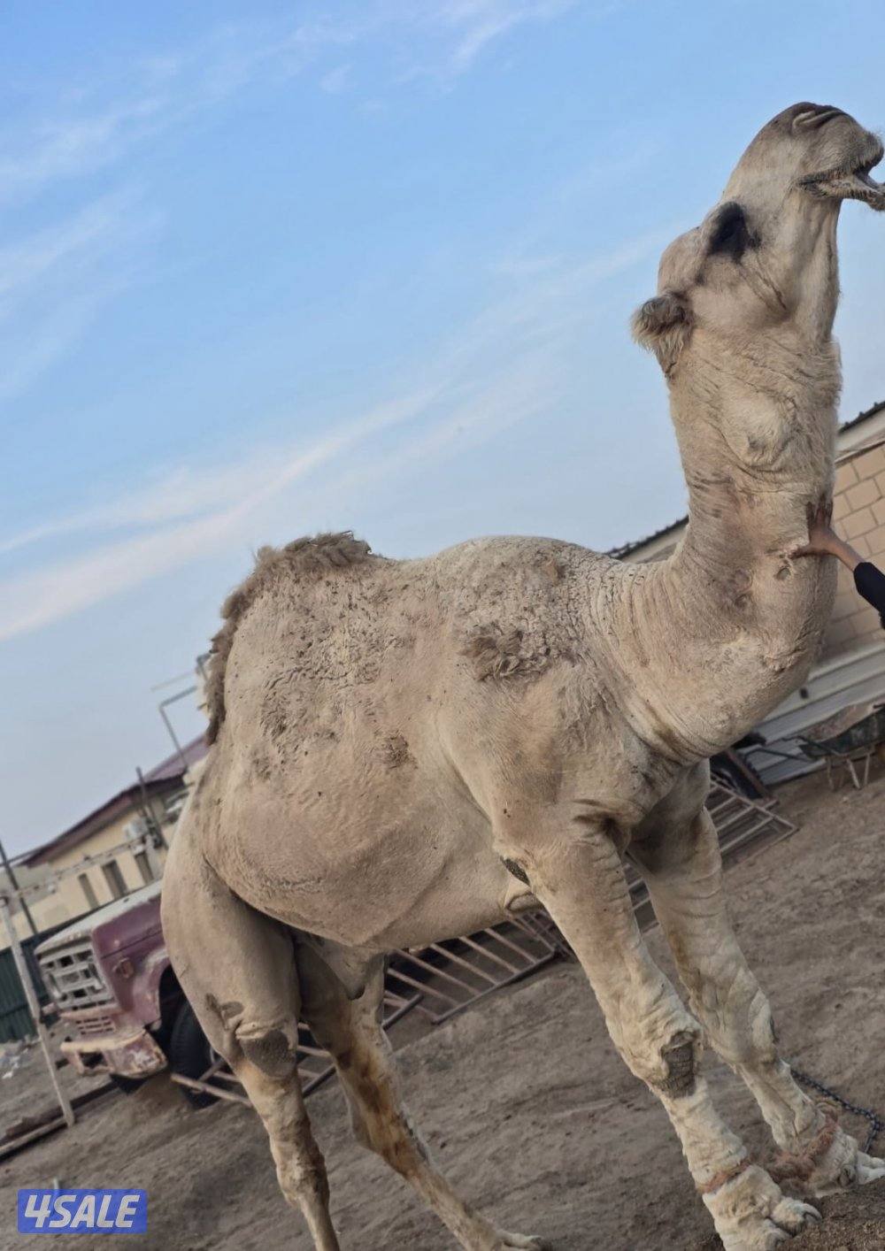 بعير تمامي اكبر بناته لقيه ع السوم1