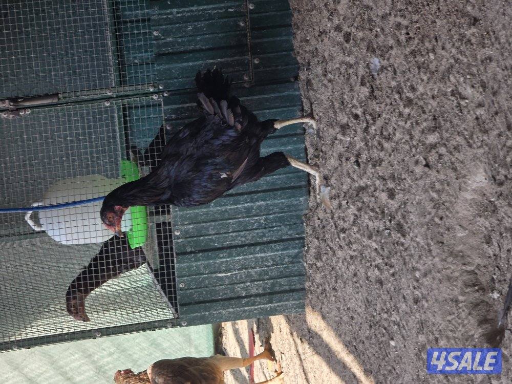 للبيع دجاجات تايلندي ٦ حبة   مطعمين   و يجد ديوك عربي زينه  حلوين1