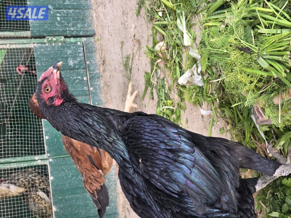 للبيع دجاجات تايلندي ٦ حبة   مطعمين   و يجد ديوك عربي زينه  حلوين0