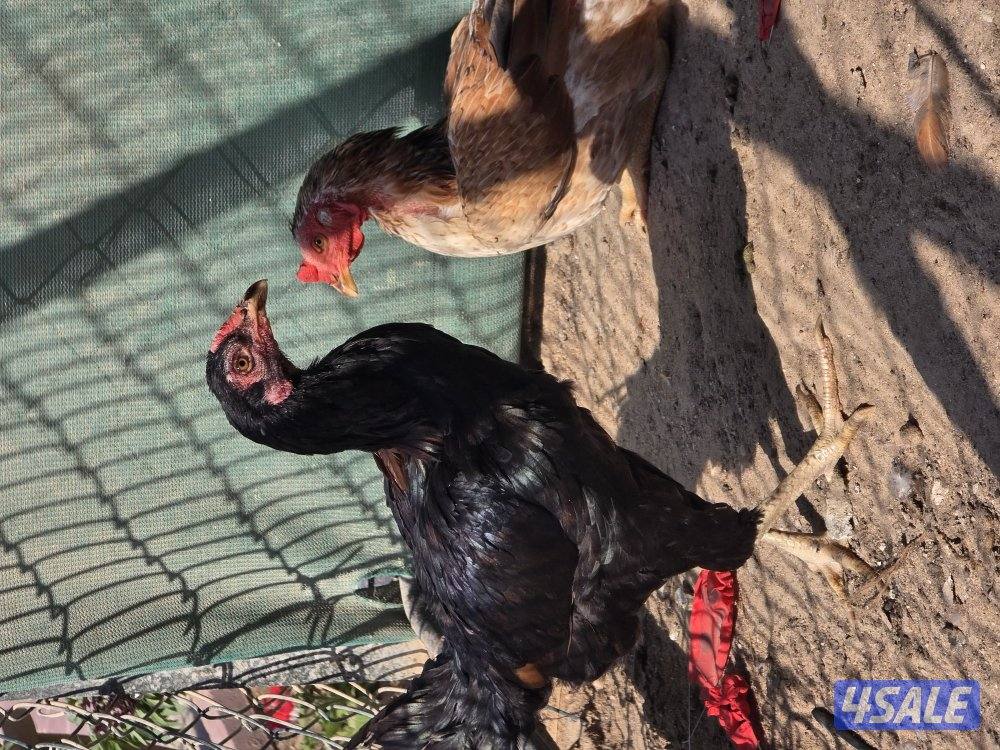 للبيع دجاجات تايلندي ٦ حبة   مطعمين   و يجد ديوك عربي زينه  حلوين2