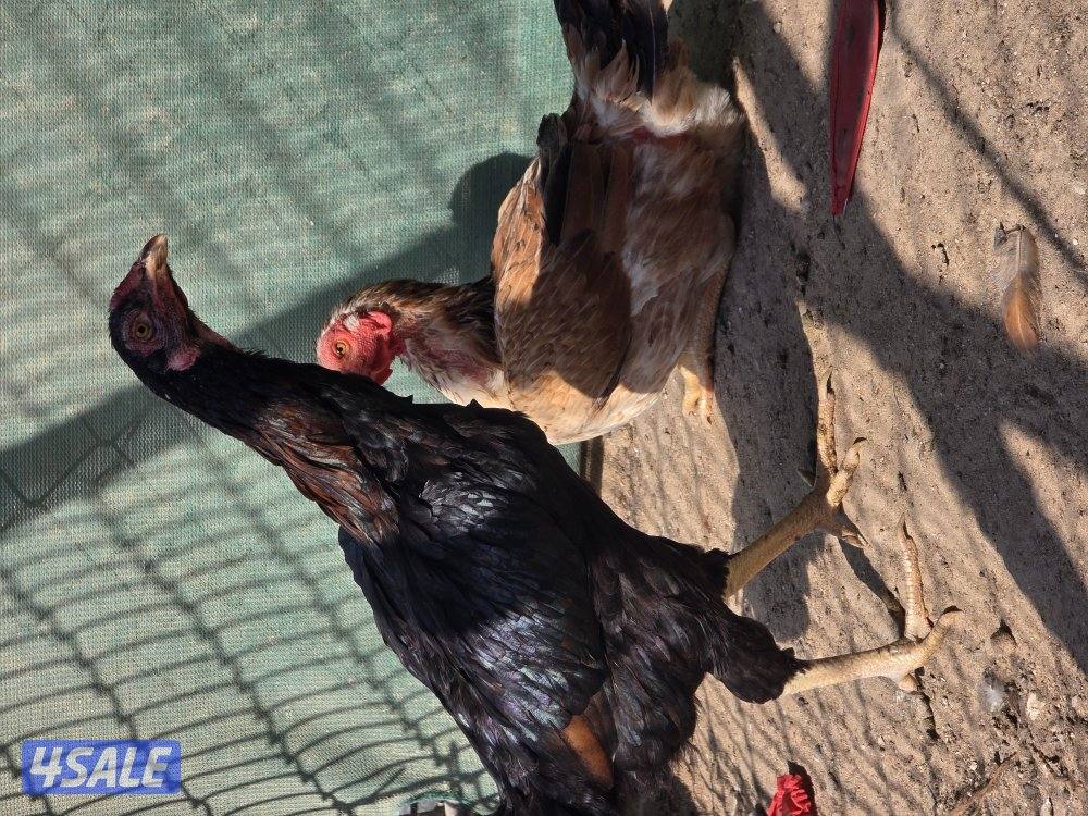 للبيع دجاجات تايلندي ٦ حبة   مطعمين   و يجد ديوك عربي زينه  حلوين3