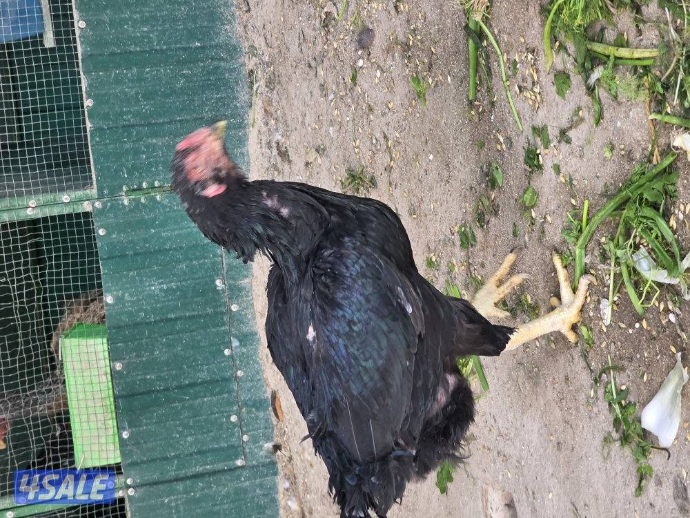 للبيع دجاجات تايلندي ٦ حبة   مطعمين   و يجد ديوك عربي زينه  حلوين4