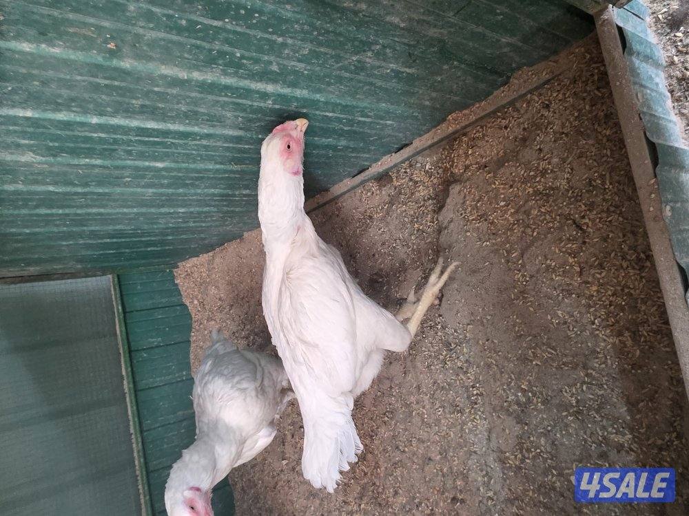 للبيع دجاجات تايلندي ٦ حبة   مطعمين   و يجد ديوك عربي زينه  حلوين5