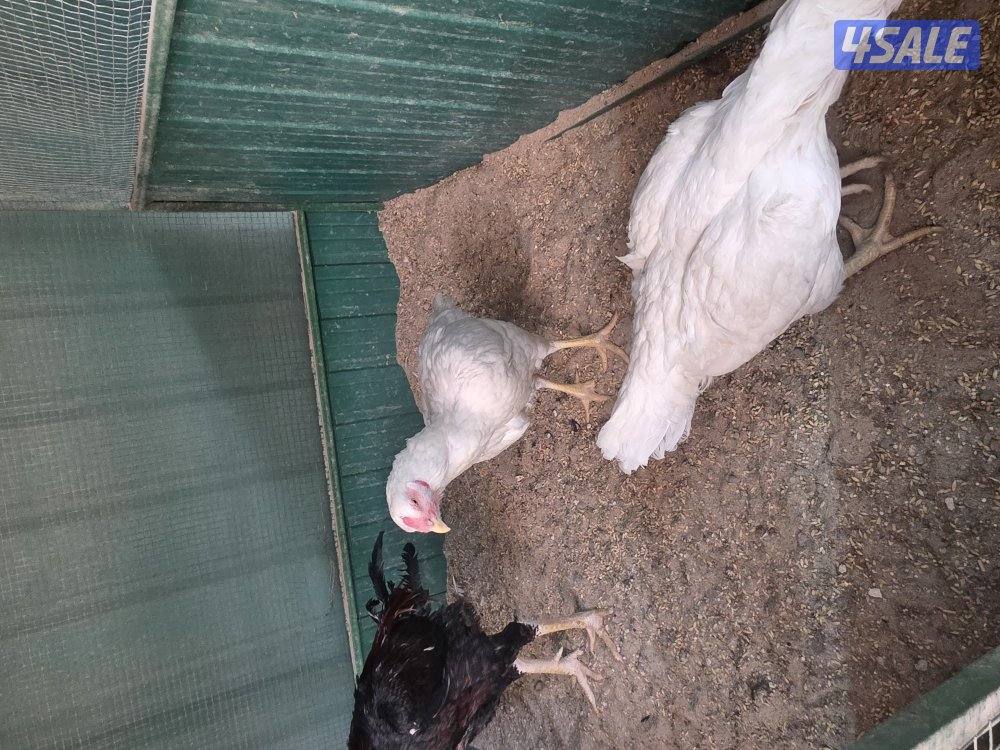 للبيع دجاجات تايلندي ٦ حبة   مطعمين   و يجد ديوك عربي زينه  حلوين6