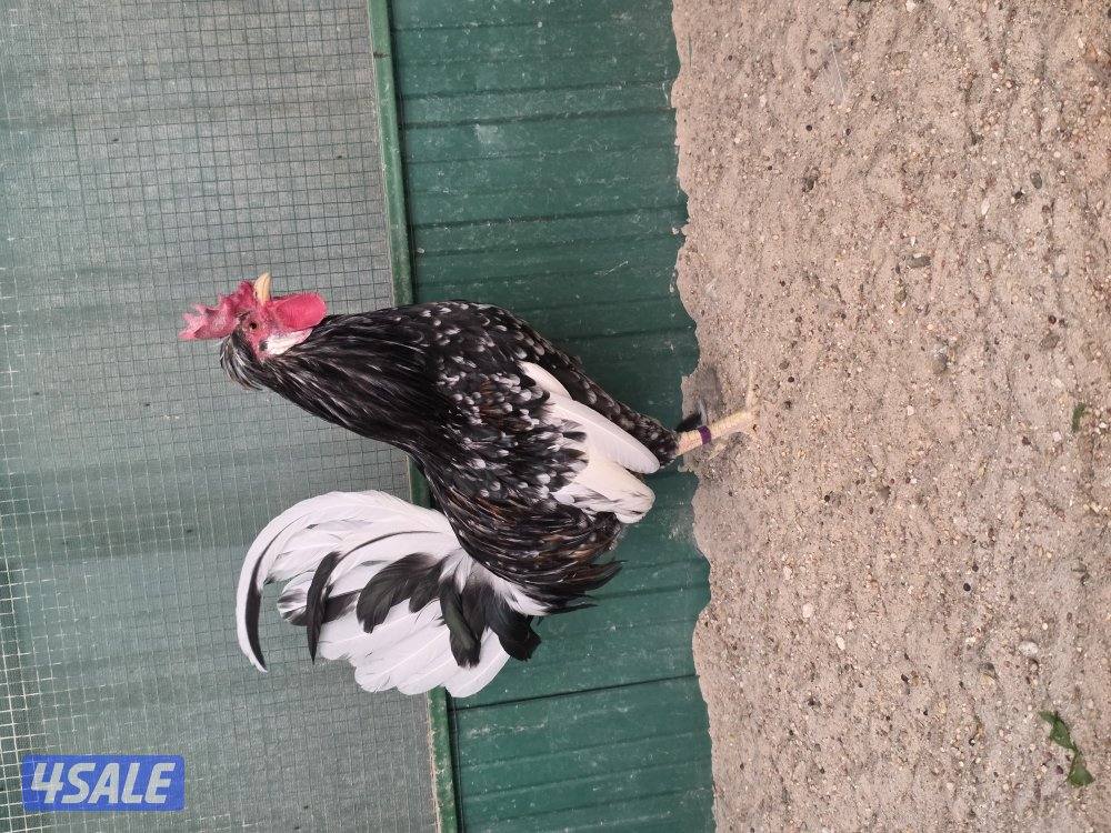 للبيع دجاجات تايلندي ٦ حبة   مطعمين   و يجد ديوك عربي زينه  حلوين7