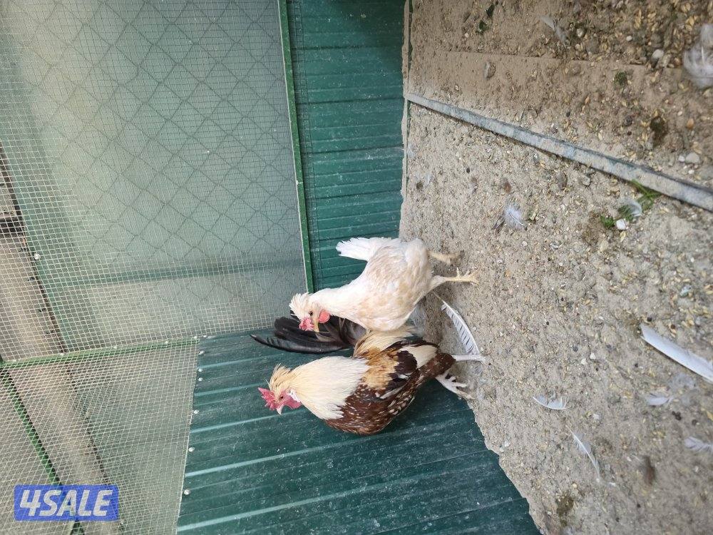 للبيع دجاجات تايلندي ٦ حبة   مطعمين   و يجد ديوك عربي زينه  حلوين8