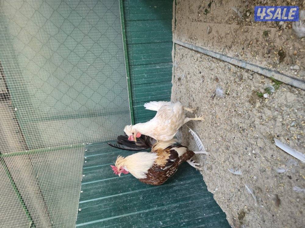 للبيع دجاجات تايلندي ٦ حبة   مطعمين   و يجد ديوك عربي زينه  حلوين9