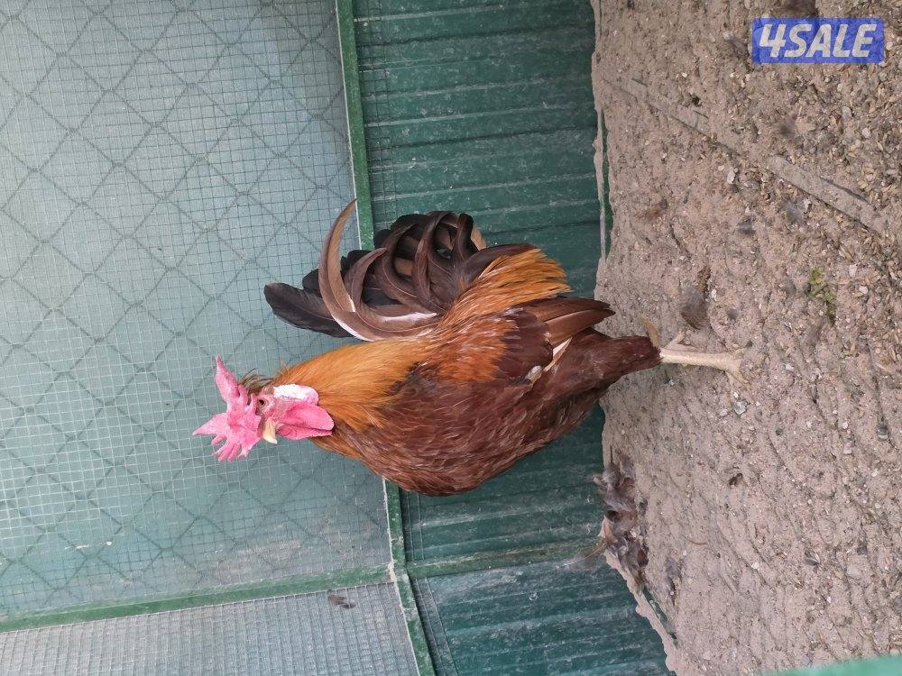 للبيع دجاجات تايلندي ٦ حبة   مطعمين   و يجد ديوك عربي زينه  حلوين11