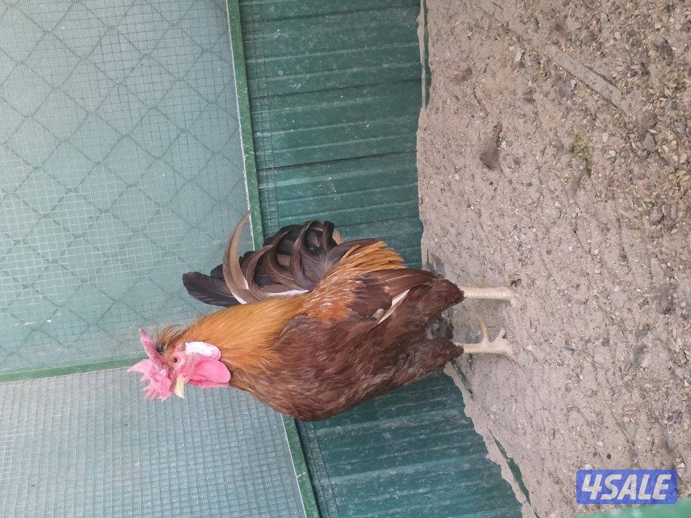 للبيع دجاجات تايلندي ٦ حبة   مطعمين   و يجد ديوك عربي زينه  حلوين10