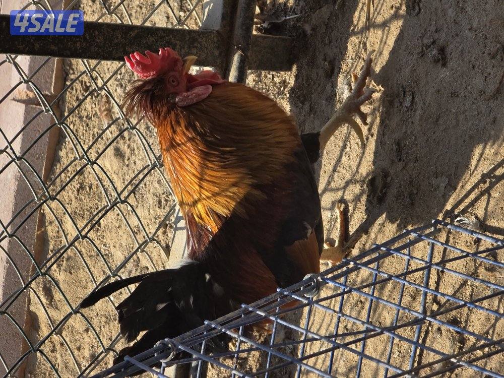 للبيع دجاجات تايلندي ٦ حبة   مطعمين   و يجد ديوك عربي زينه  حلوين12