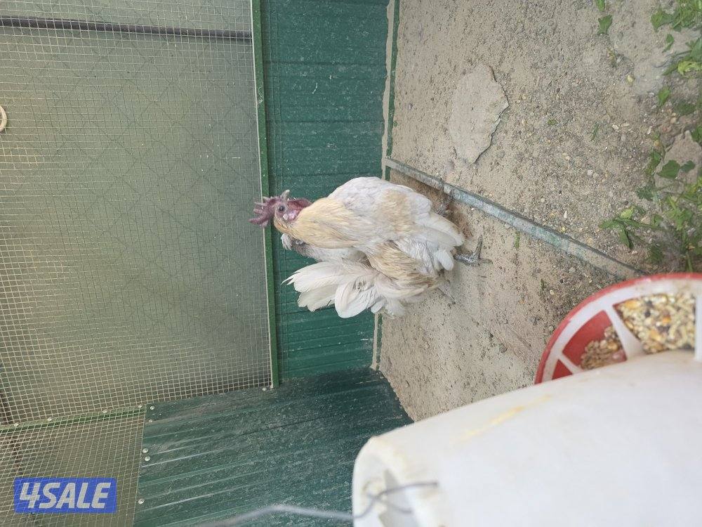 للبيع دجاجات تايلندي ٦ حبة   مطعمين   و يجد ديوك عربي زينه  حلوين13