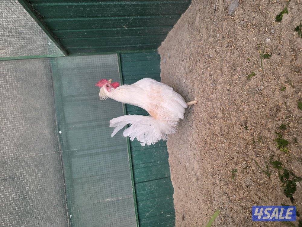 للبيع دجاجات تايلندي ٦ حبة   مطعمين   و يجد ديوك عربي زينه  حلوين14