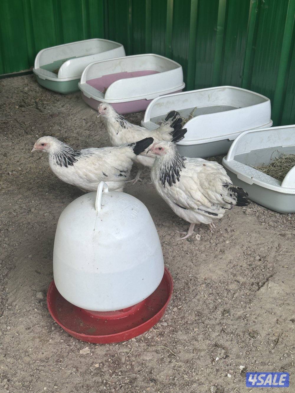للبيع طقم دجاج نسيت اسمه هههههه حط سعرك وشيل على ويه بيض عمرهم خمس شهو1