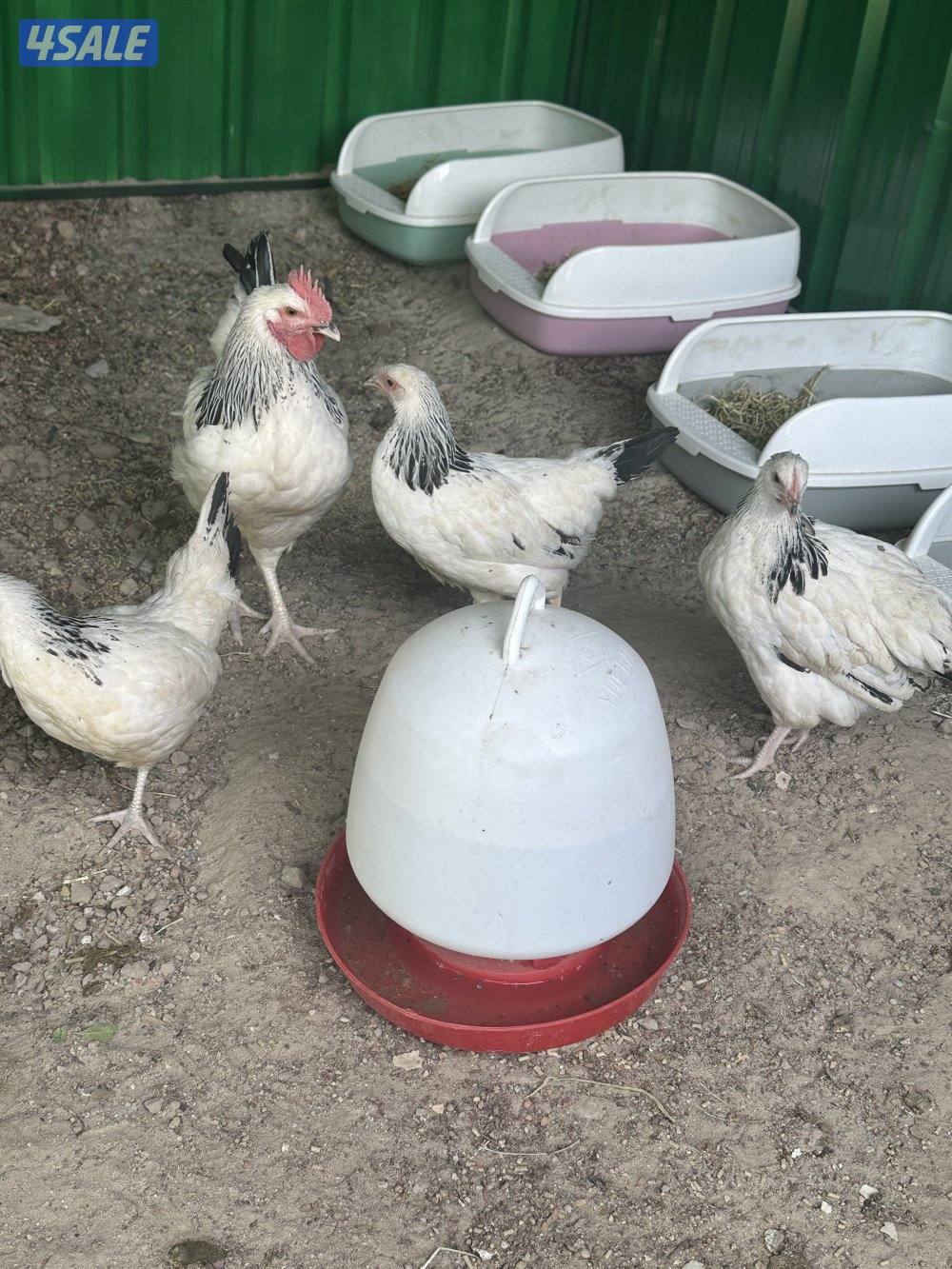 للبيع طقم دجاج نسيت اسمه هههههه حط سعرك وشيل على ويه بيض عمرهم خمس شهو2