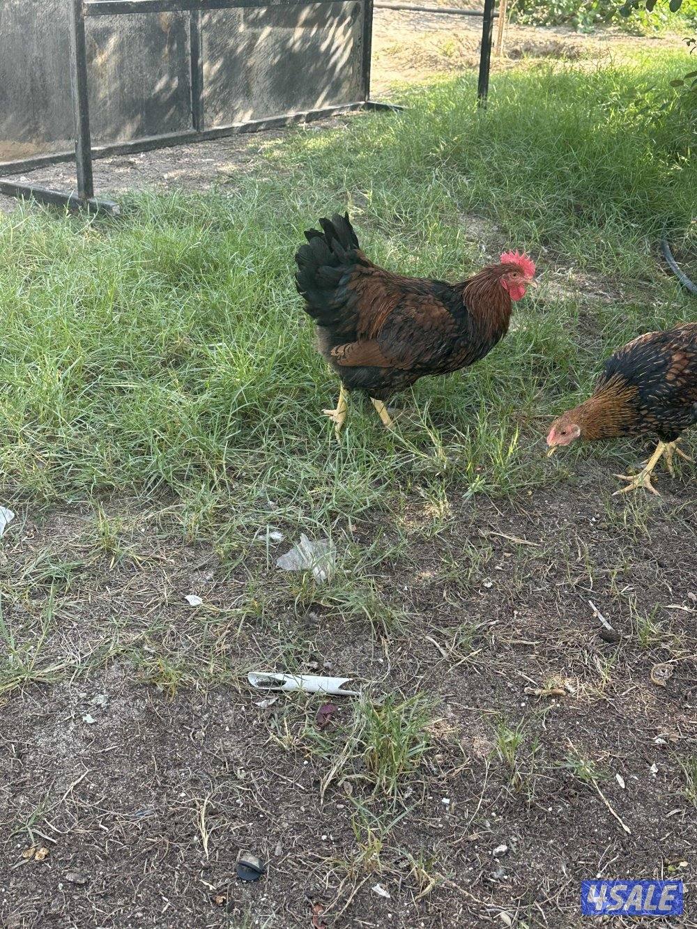 للبيع طقم دجاج نسيت اسمه هههههه حط سعرك وشيل على ويه بيض عمرهم خمس شهو3