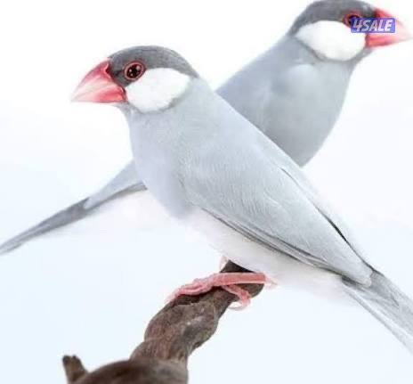 محمية جاوا للبيع0