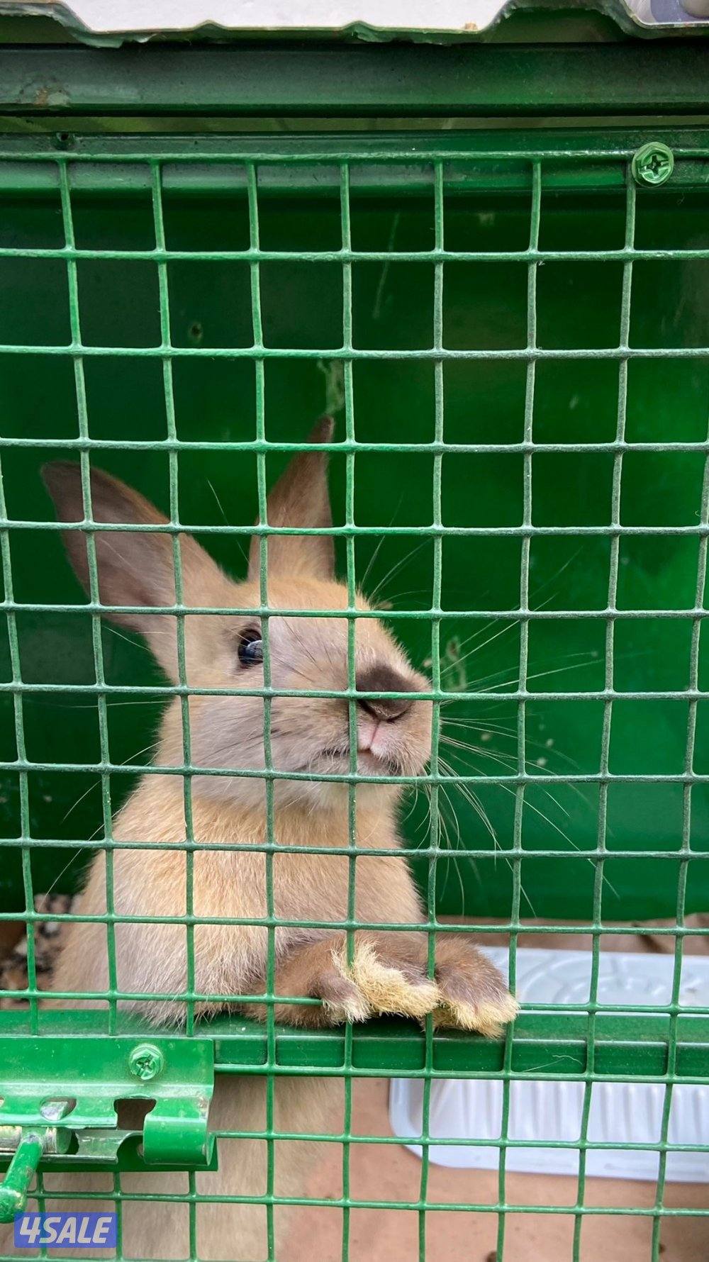 أرنب بني نشيط مع قفصه0