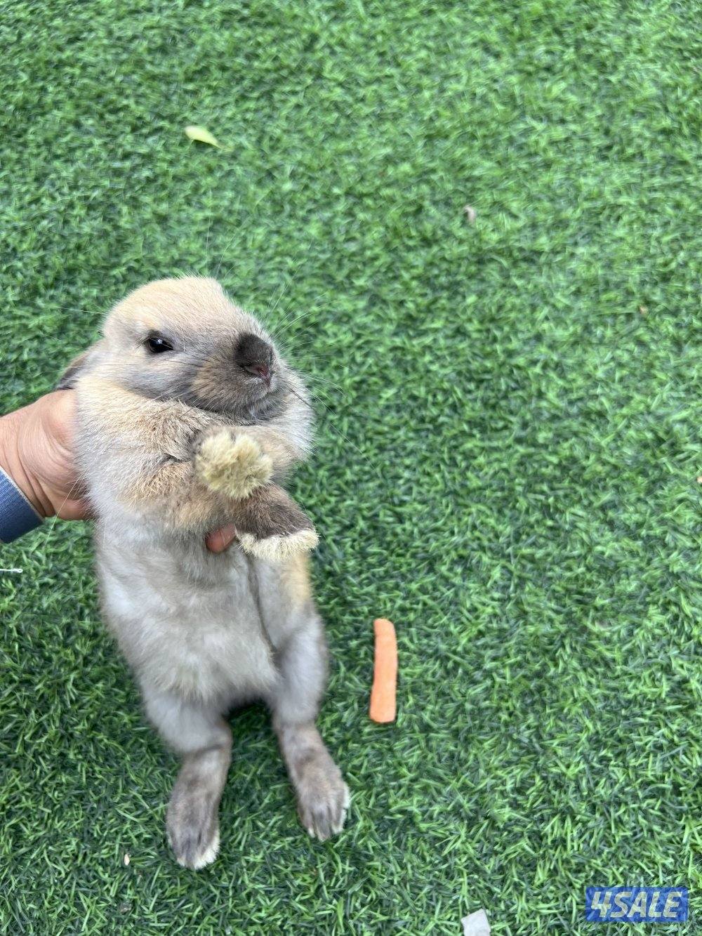 أرنب بني نشيط مع قفصه1