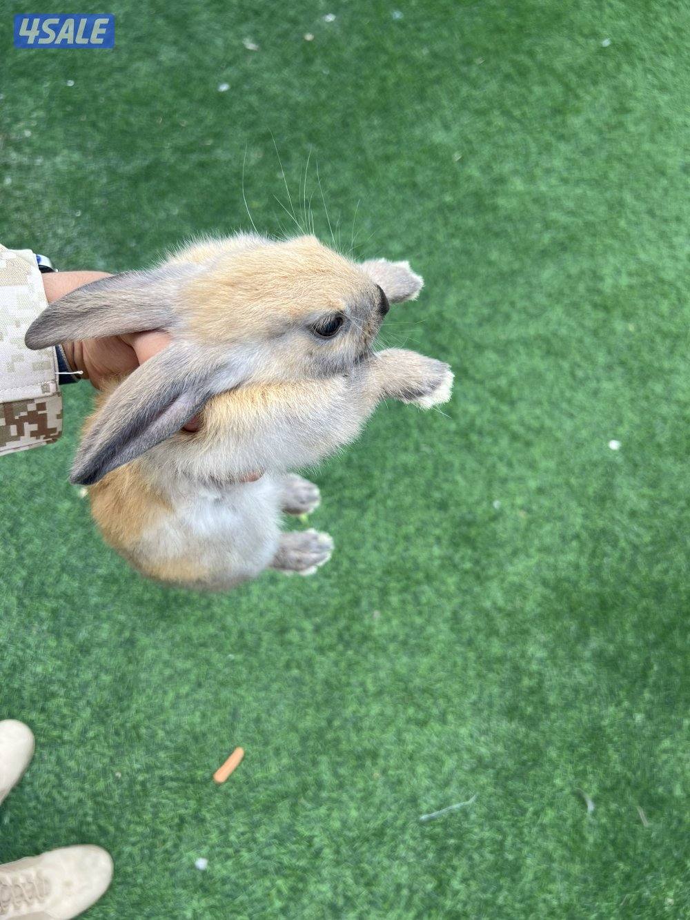 أرنب بني نشيط مع قفصه2