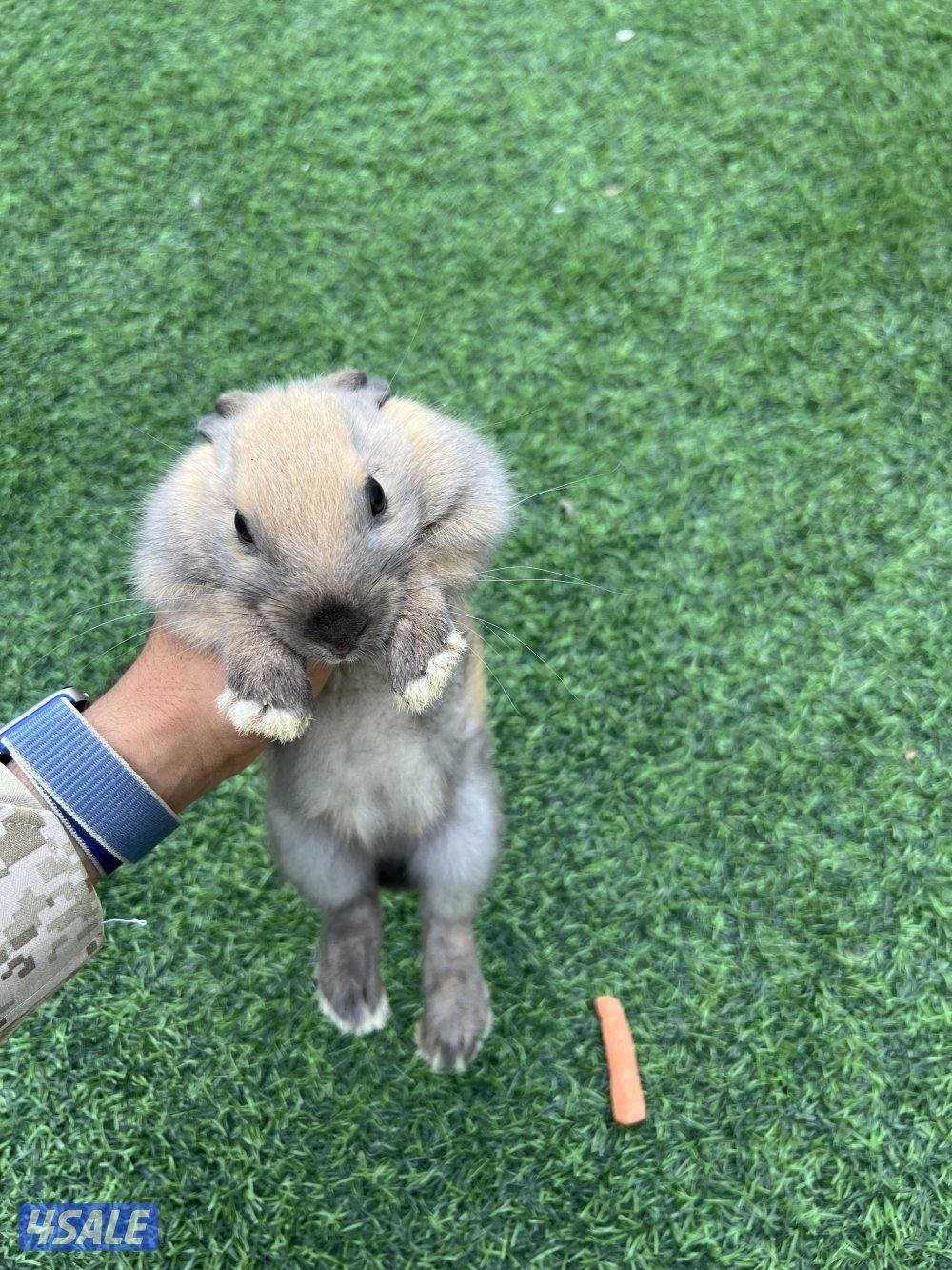 أرنب بني نشيط مع قفصه3