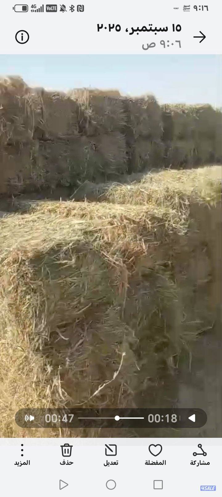 للبيع رودس أخضر توه مقصوص1