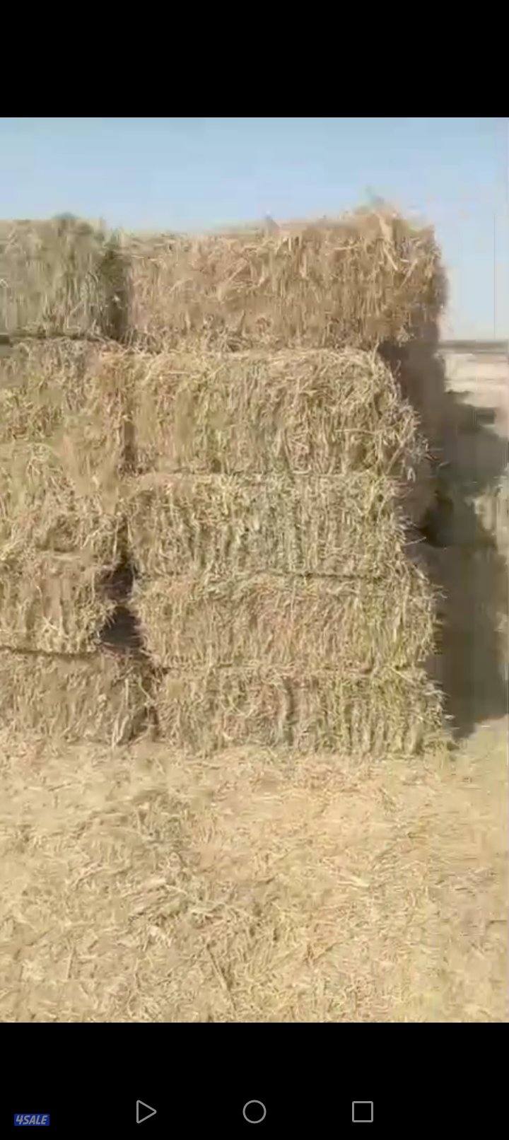 للبيع رودس أخضر توه مقصوص2