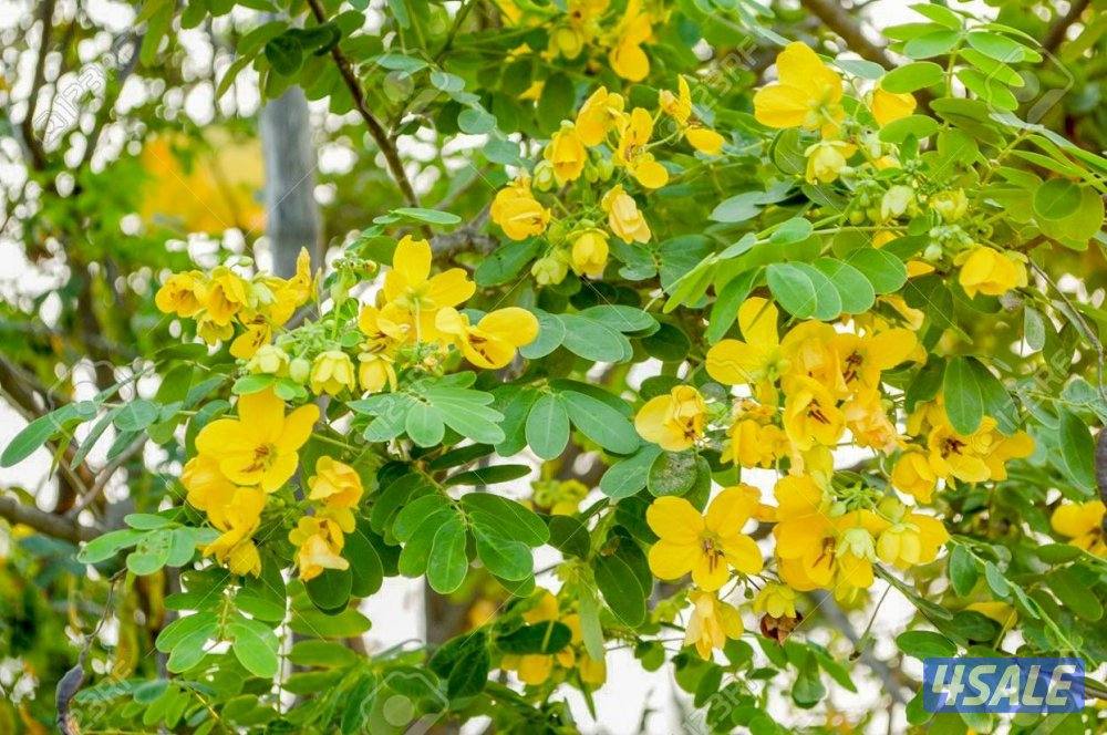 تنسيق وزراعة حدائق بالكامل2