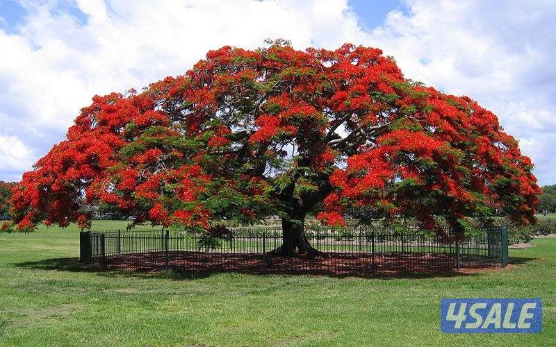 تنسيق وزراعة حدائق بالكامل3