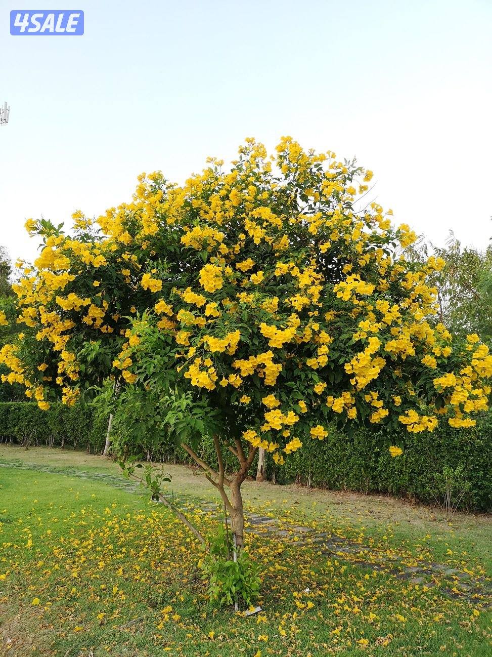 تنسيق وزراعة حدائق بالكامل4