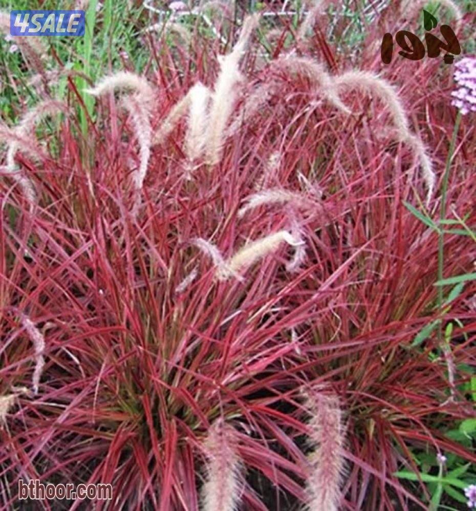 تنسيق وزراعة حدائق بالكامل7