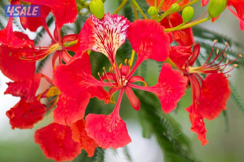 تنسيق وزراعة حدائق بالكامل6