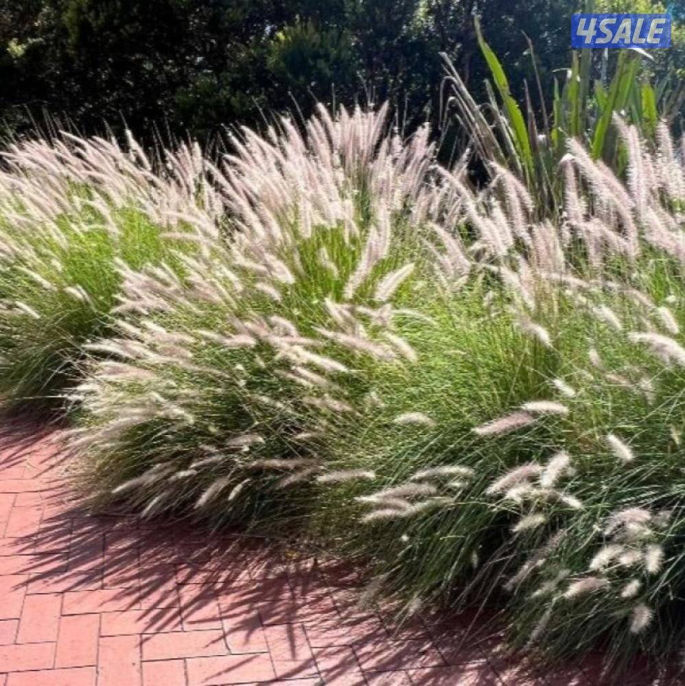 تنسيق وزراعة حدائق بالكامل8