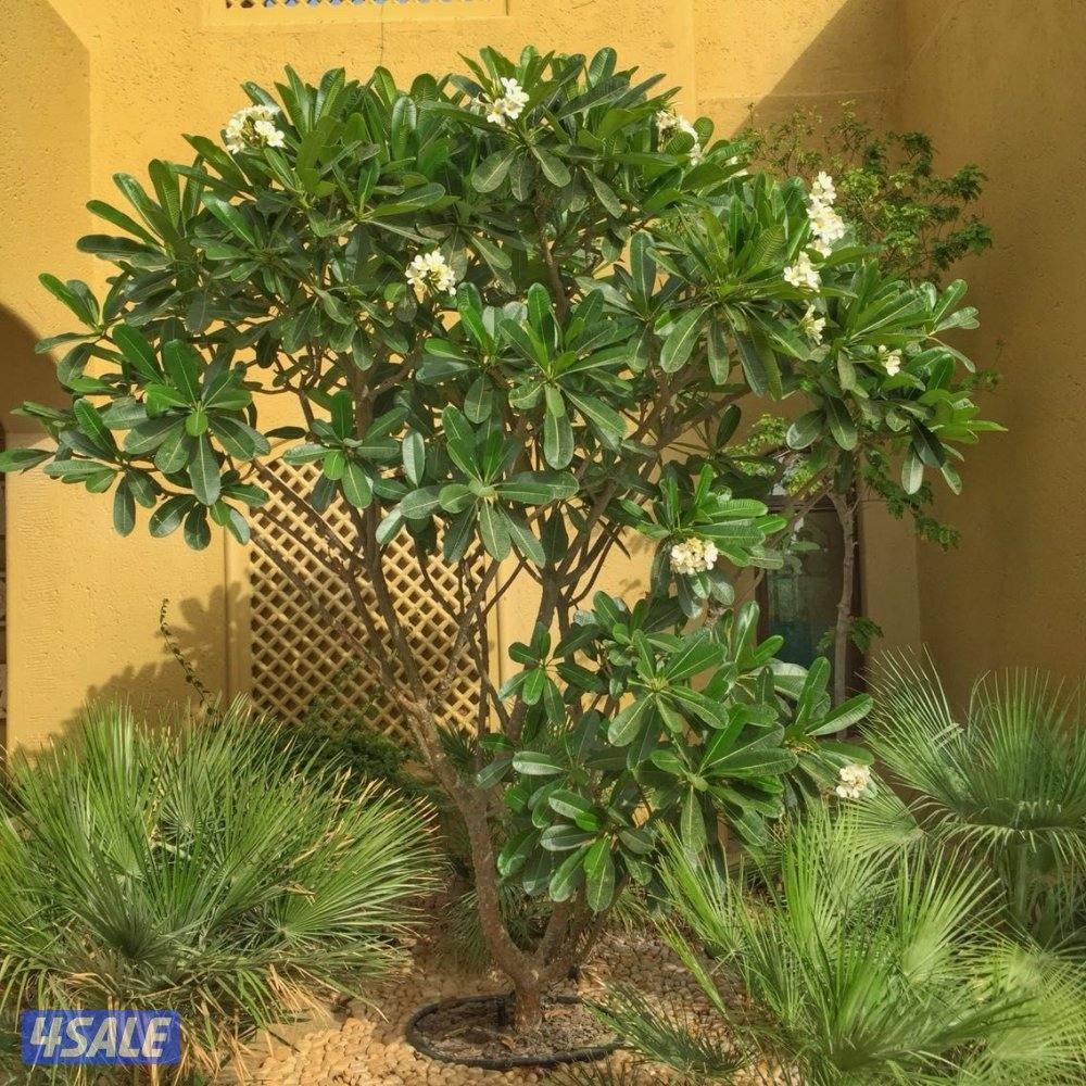 تنسيق وزراعة حدائق بالكامل9