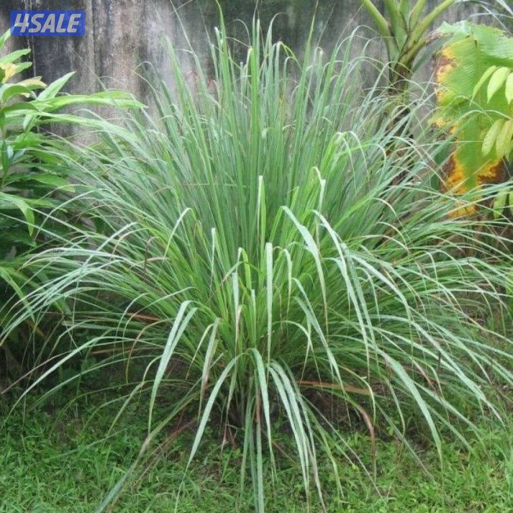 تنسيق وزراعة حدائق بالكامل13