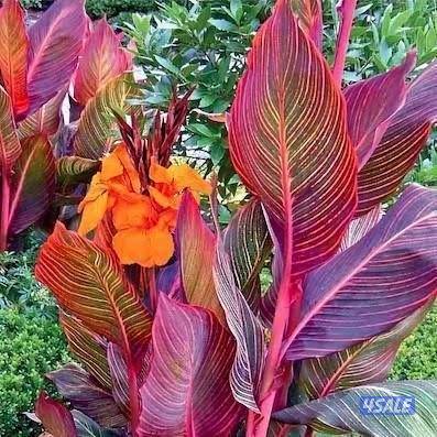 تنسيق وزراعة حدائق بالكامل12