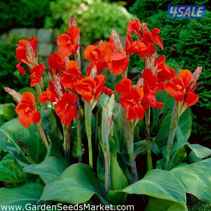 تنسيق وزراعة حدائق بالكامل14