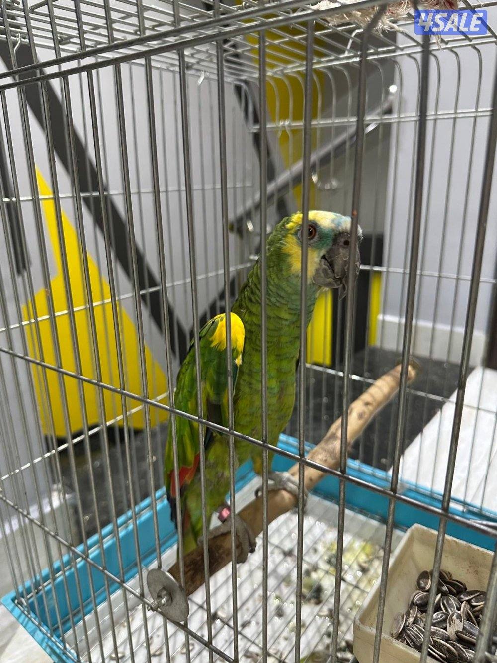 للبيع امازون بلوفرونتد1