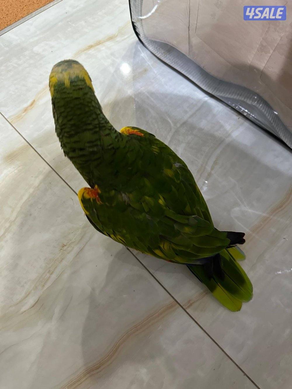 للبيع امازون بلوفرونتد2