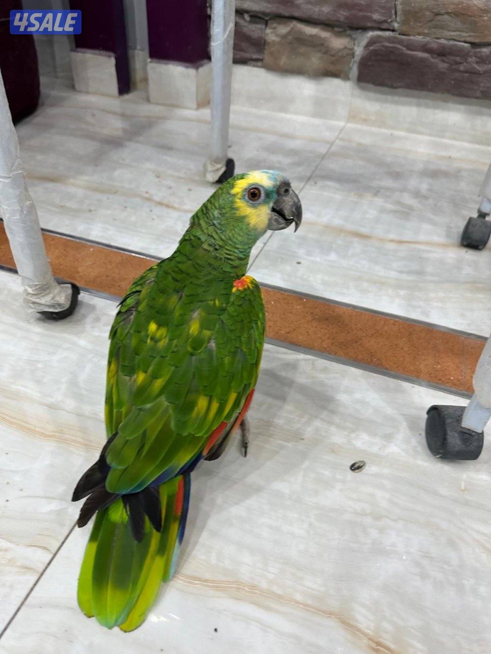 للبيع امازون بلوفرونتد4