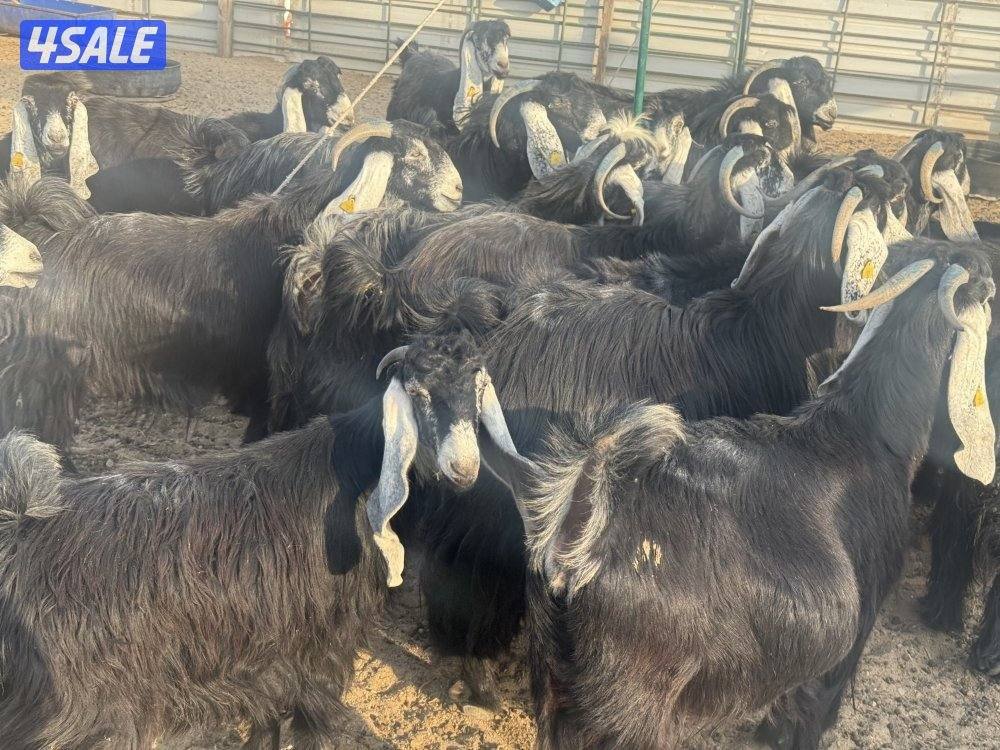 معزا عوارض فاخره ومرسسه0