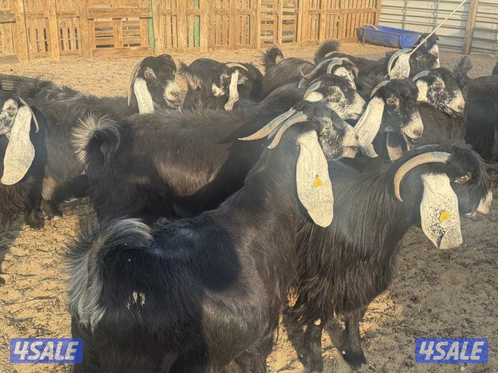 معزا عوارض فاخره ومرسسه1